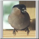 Pyrrhula pyrrhula - Gimpel w04.jpg